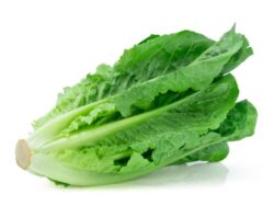 Μαρούλια Φρέσκα