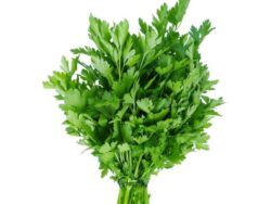 Μαιδανός Φρέσκος