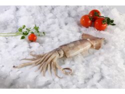 Θράψαλα Σχάρας `Μ` 10κιλών Ομηρος